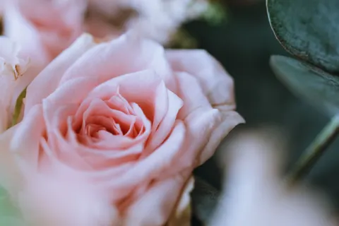 玫瑰 4K壁纸 · flowers · 3840×2560