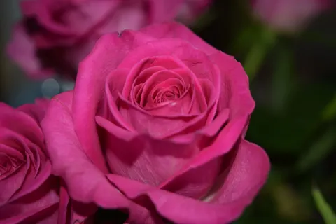 Fondo de pantalla Rosa 4K · flowers · 3840×2560