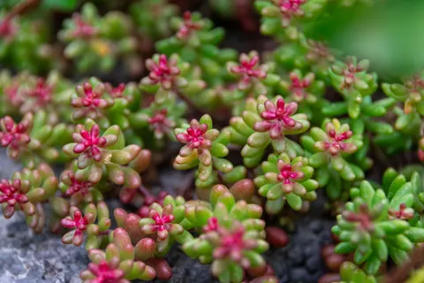 다육식물 4K 배경화면 · flowers · 3840×2560