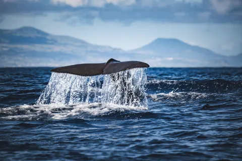 Whale 4K Wallpaper · ocean · 3840×2560