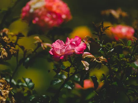 玫瑰 4K壁纸 · flowers · 3840×2880