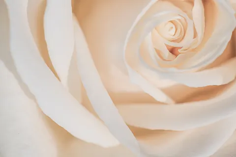 장미 4K 배경화면 · flowers · 3840×2560