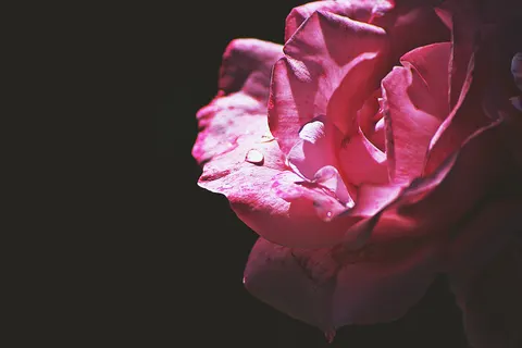 Rose 4K Wallpaper · flowers · 3840×2563