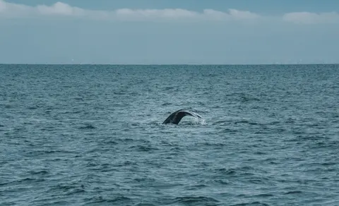 Whale 4K Wallpaper · ocean · 3840×2333