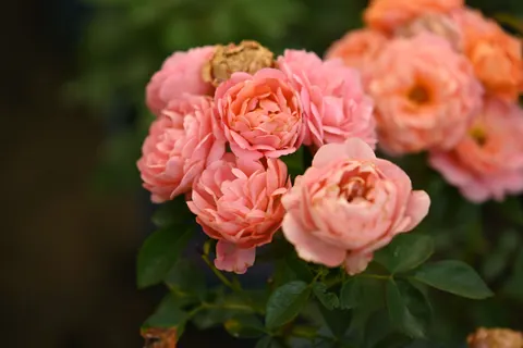 Rose 4K Wallpaper · flowers · 3840×2560