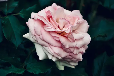 Rose 4K Hintergrundbild · flowers · 3840×2560