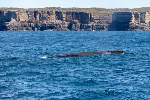 Whale 4K Wallpaper · ocean · 3840×2560