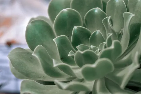 다육식물 4K 배경화면 · flowers · 3840×2560