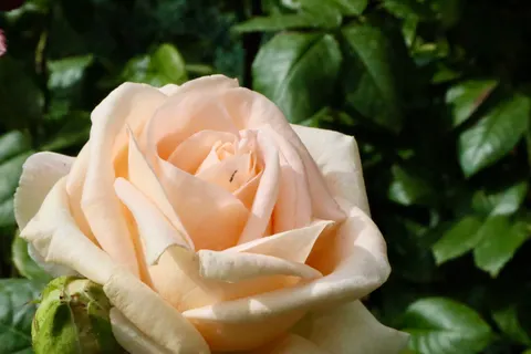 Fondo de pantalla Rosa 4K · flowers · 3840×2560