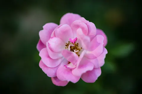 Обои Роза 4K · flowers · 3840×2560