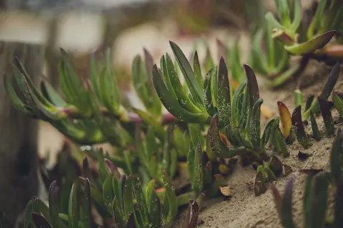 다육식물 4K 배경화면 · flowers · 3840×2560