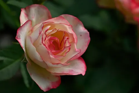 Papel de parede Rosa 4K · flowers · 3840×2560