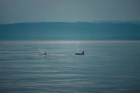 鯨魚 4K桌布 · ocean · 3840×2561
