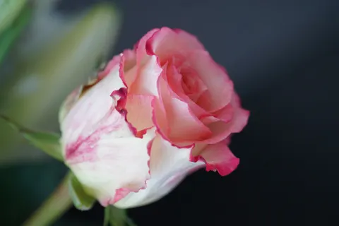 Fondo de pantalla Rosa 4K · flowers · 3840×2560