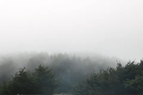 Foggy Forest 4K Wallpaper · nature · 3840×2560