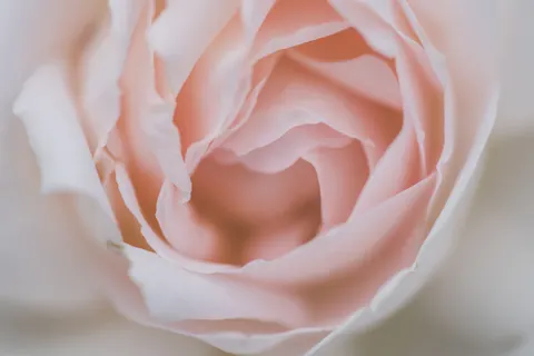 Rose 4K Wallpaper · flowers · 3840×2563