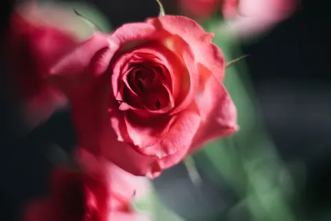 Rose 4K Wallpaper · flowers · 3840×2563