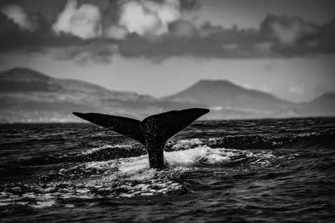 Tapeta Wieloryb 4K · ocean · 3840×2560