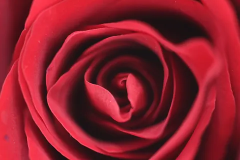 Rose 4K Hintergrundbild · flowers · 3840×2560