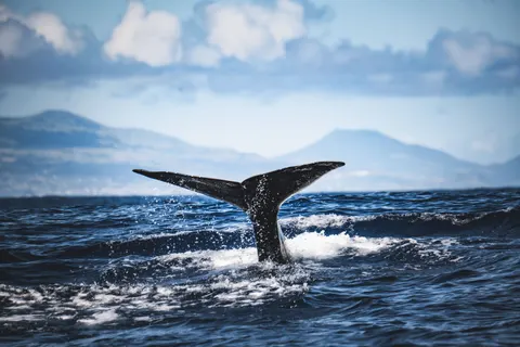 고래 4K 배경화면 · ocean · 3840×2560
