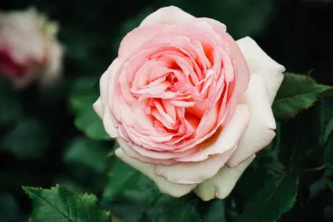 Rose 4K Hintergrundbild · flowers · 3840×2560