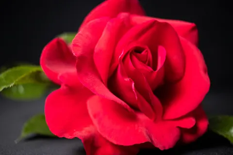 Rose 4K Hintergrundbild · flowers · 3840×2560