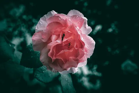 玫瑰 4K壁纸 · flowers · 3840×2560
