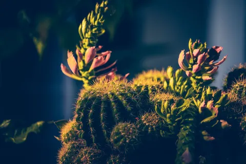 다육식물 4K 배경화면 · flowers · 3840×2560