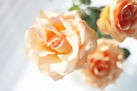 장미 4K 배경화면 · flowers · 3840×2560