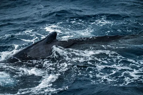 Tapeta Wieloryb 4K · ocean · 3840×2560
