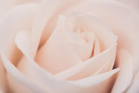 Papel de parede Rosa 4K · flowers · 3840×2560