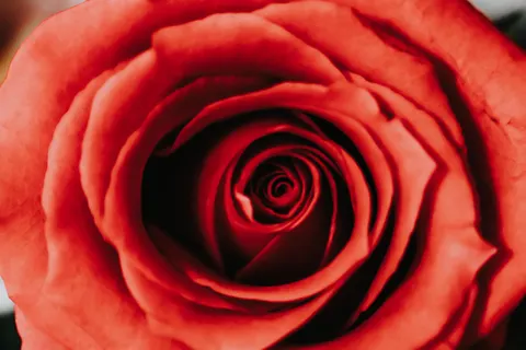 Rose 4K Hintergrundbild · flowers · 3840×2560