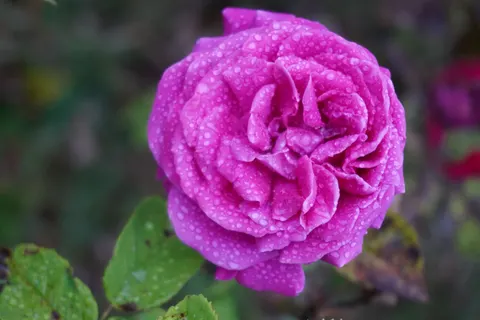 خلفية وردة بدقة 4K · flowers · 3840×2560