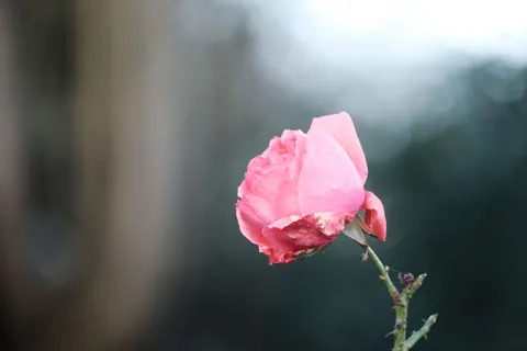 Rose 4K Wallpaper · flowers · 3840×2560