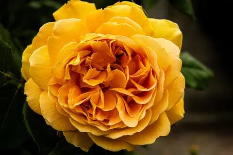 Rose 4K Hintergrundbild · flowers · 3840×2560