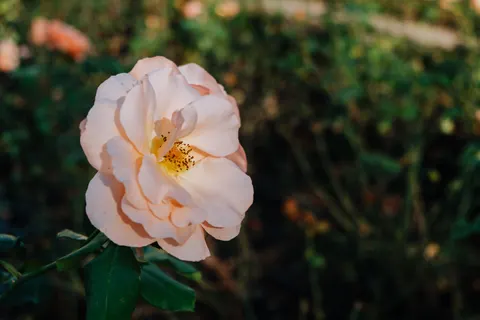 Fond d'écran Rose 4K · flowers · 3840×2560