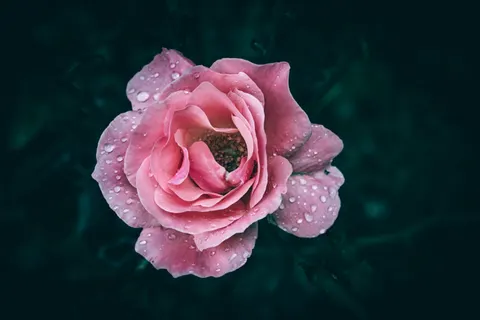 Rose 4K Hintergrundbild · flowers · 3840×2560