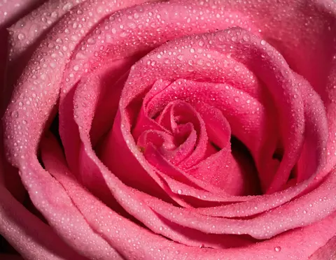 장미 4K 배경화면 · flowers · 3840×2973