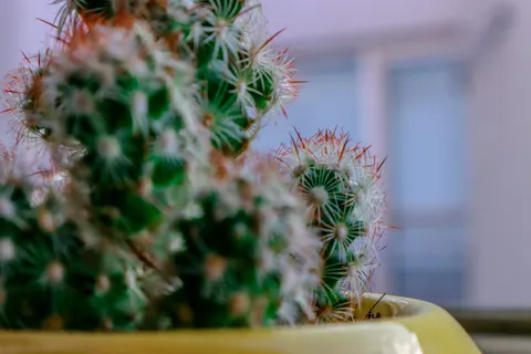 다육식물 4K 배경화면 · flowers · 3840×2560