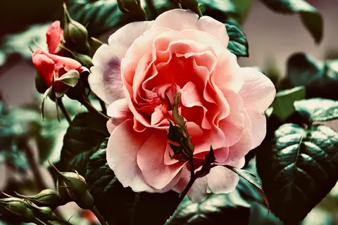 Fond d'écran Rose 4K · flowers · 3840×2560