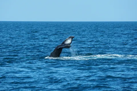 Whale 4K Wallpaper · ocean · 3840×2561
