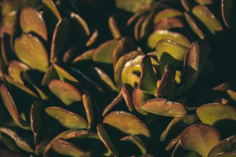 다육식물 4K 배경화면 · flowers · 3840×2560