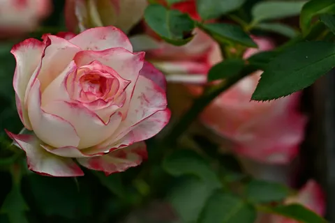 Rose 4K Hintergrundbild · flowers · 3840×2560