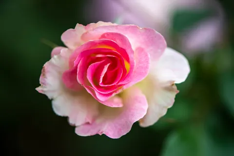 خلفية وردة بدقة 4K · flowers · 3840×2560