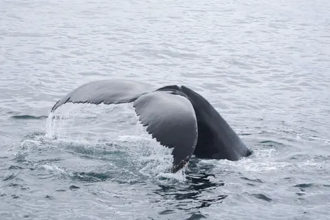Whale 4K Wallpaper · ocean · 3840×2560