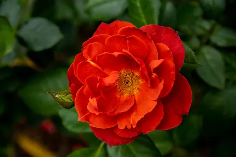 Fond d'écran Rose 4K · flowers · 3840×2560