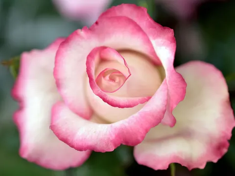 Fond d'écran Rose 4K · flowers · 3840×2880