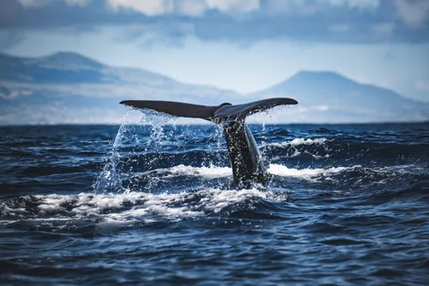 Whale 4K Wallpaper · ocean · 3840×2560