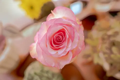 Rose 4K Wallpaper · flowers · 3840×2560