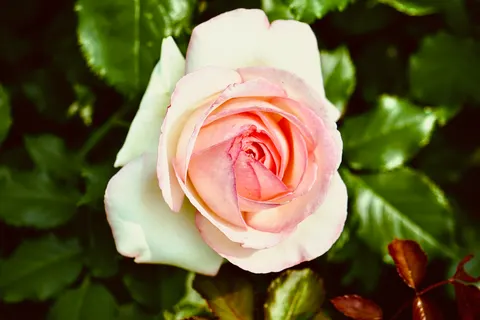 Rose 4K Hintergrundbild · flowers · 3840×2560